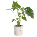 june tulip 40cm linen white